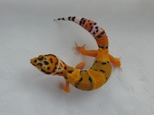 0.2 InfernoXBold Leopardgecko Weibchen | Eublepharis macularius Jungtier