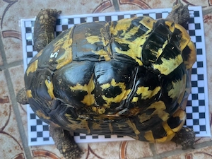 1.1 Griechisches Landschildkröten paar 
