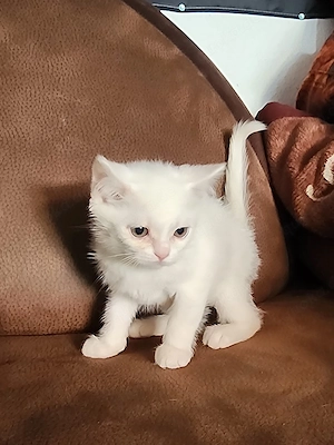 zuckersüße Britisch_Kurzhaar kitten 