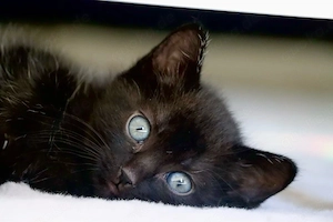     Liebevoller Kater   Kitten sucht Zuhause 