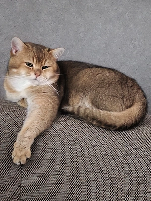 Erfahrene Deckkater.Blutgruppe B