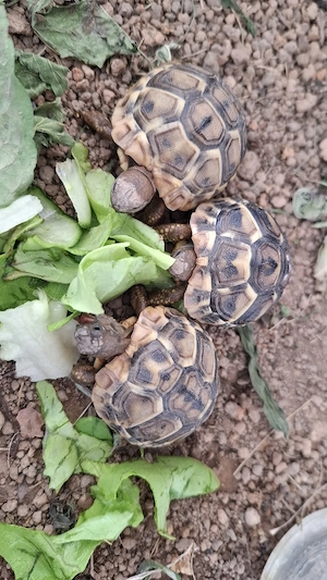 THB,Testudo hermanni boettgeri var. hercegovinensis