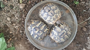 THB,Testudo hermanni boettgeri var. hercegovinensis Bild 2
