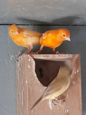 Kanarienvögel in orange und gelb 