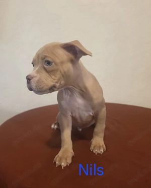 American Bully Pocket Welpen Abgabebereit 