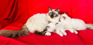 Zwei wunderschöne Heilige-Birma-Katerchen suchen ihr Traumzuhause