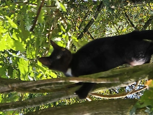 Katzen baby abzugeben 