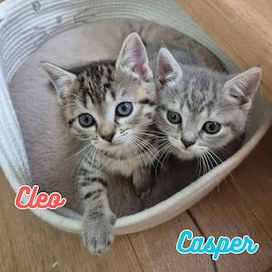 BKH Kitten: Entzückende Bärchen in verschiedenen Tabby-Farben