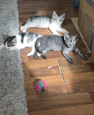 Katzen babys 