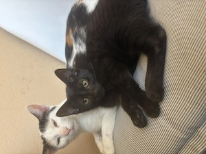  Nur noch 2 süße Katzenmädchen suchen ihr Zuhause   