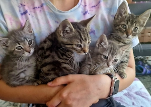 Kätzchen babys