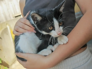 Kätzchen, männlich, Hof Katzen 