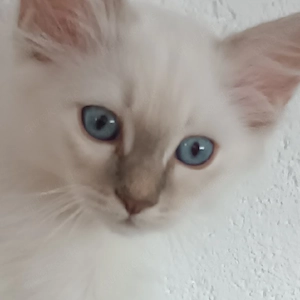 Heilige Birma Kitten