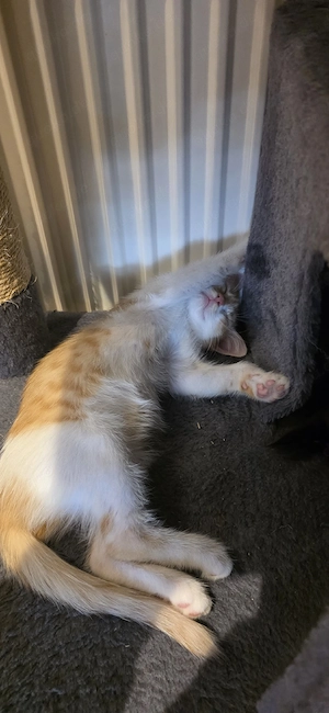 Hauskatze 