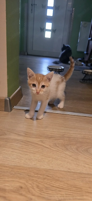 Hauskatze 