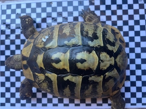 1.1 Landschildkröten adult 