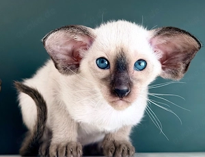 Orientalisch Kurzhaar   Siam Edel Kitten