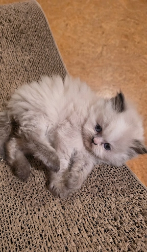 Colourpoint Perser Kitten mit Nase  geimpft & gechipt 