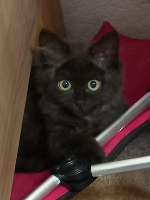 Eine süße Maus sucht ein liebevolles Zuhause
