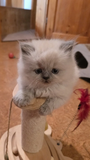 Colourpoint Perser Kitten mit Nase 