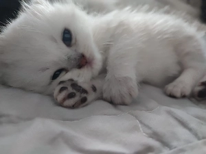 Kitten (Junge), geb. am 21.07.2026. Abgabe ab Oktober.