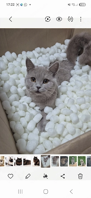 weibliche Samtpfoten wunderschöne Katzen 