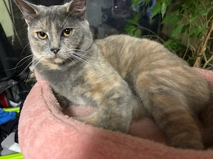    Liebe BKH Hauskatze sucht ein liebevolles Zuhause   