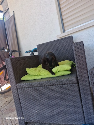 Schwarzes Dämchen, 15 Monate