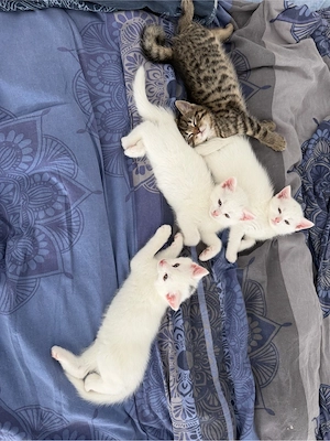 babykatzen turkish angora bkh mischlinge