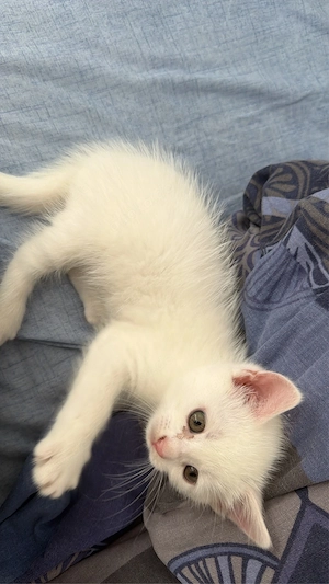 babykatzen turkish angora ekh mischlinge Bild 4