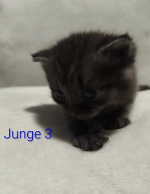 Bildhübsche BKH-Siam Kitten Bild 9