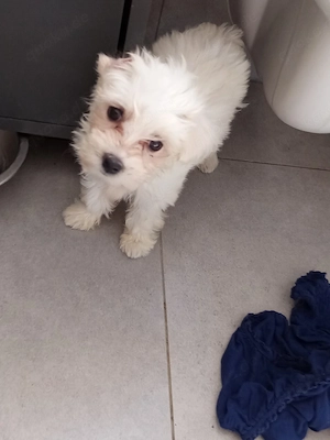 Bichon Malteser Toys mini 