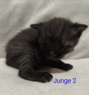Bildhübsche BKH-Siam Kitten Bild 10