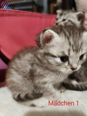  Zauberhafte BKH Siam-Mix Kitten suchen ab Ende September ihr Zuhause 