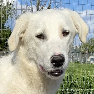 Gwendolyn, geb. ca. 04 2021, lebt in GRIECHENLAND, im städt. Tierheim Serres 