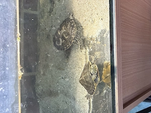 2 Hyroglyphen Schmuckschildkröten abzugeben 