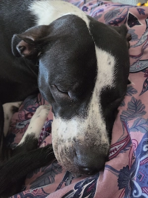 luna sucht ein neues zuhuase  Bild 3