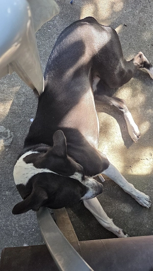 luna sucht ein neues zuhuase  Bild 2