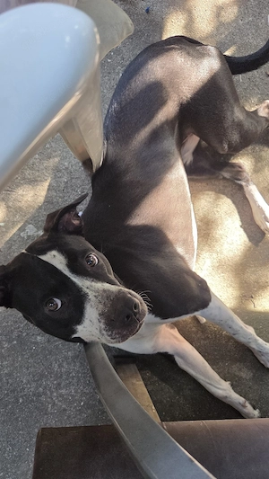 luna sucht ein neues zuhuase  Bild 4