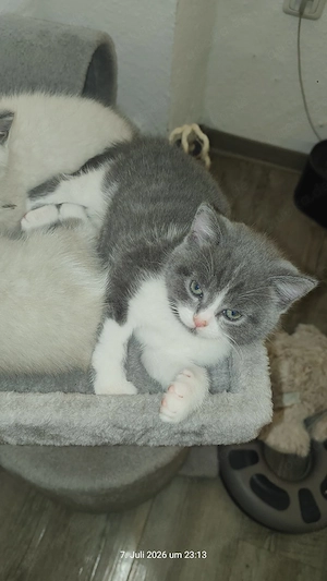 Katzen kitten. Geburten. 25 Mai.. Mädchen