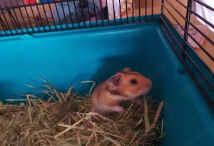 Golt Hamster mit oder ohne Käfig 6 Monate alt zu verschenken 