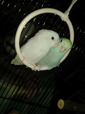 Ein pärchen sperlings papagein
