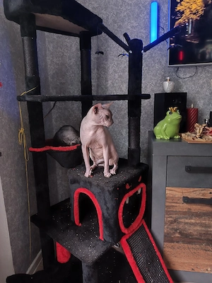 nacktkatze