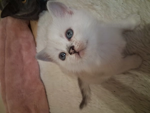 Britisch kurzhaar Kitten 
