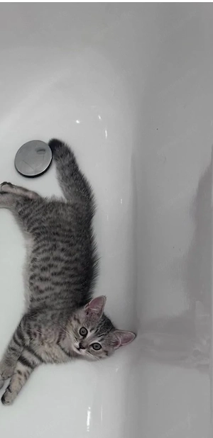 Kitten Britisch Kurzhaar (BKH)