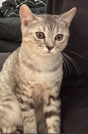 Kitten Britisch Kurzhaar (BKH) Bild 2