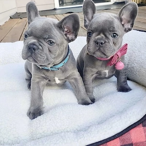 Französische Bulldoggen Welpen !!!