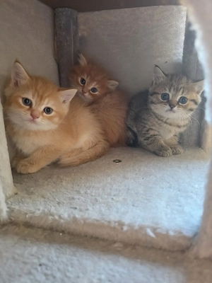 Wunderschöne BKH BLH Kitten 
