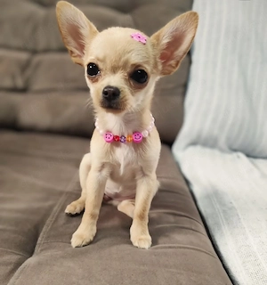 Wunderschöne Chihuahua-Hündin sucht ein neues Zuhause
