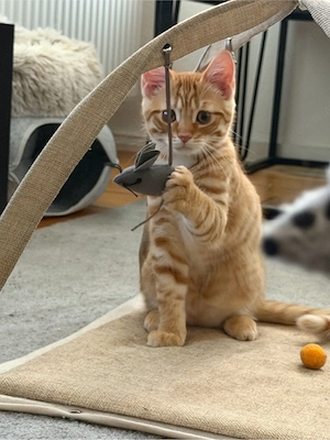 babykatze 3 moante alt 